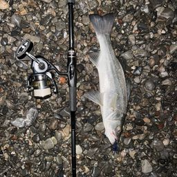 セイゴ（ヒラスズキ）