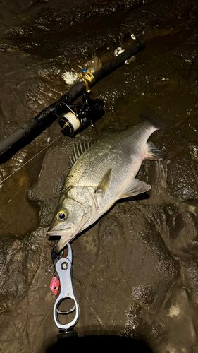 ヒラスズキの釣果