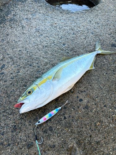 フクラギの釣果