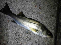 セイゴ（マルスズキ）の釣果