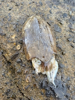 コウイカの釣果