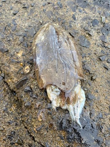 コウイカの釣果