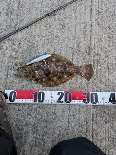 ヒラメの釣果
