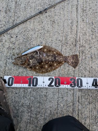 ヒラメの釣果