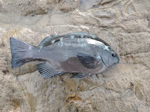 クチブトグレの釣果