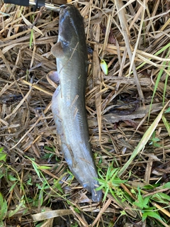 ナマズの釣果