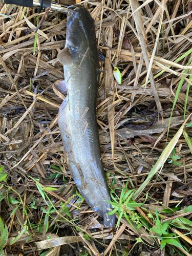 ナマズの釣果