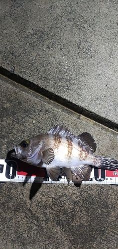 イカの釣果