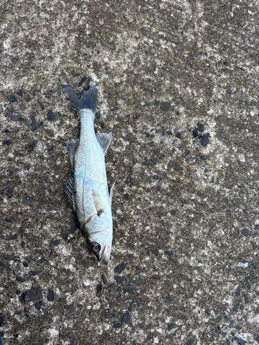 セイゴ（マルスズキ）の釣果