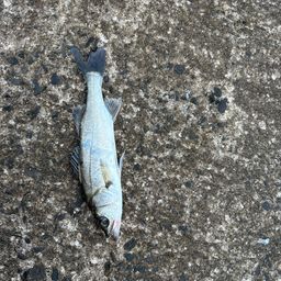 セイゴ（マルスズキ）