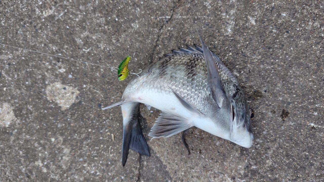 DAIWA 15モアザン モバイル 87MLS-5の最安値・インプレ・釣果 | 本音の