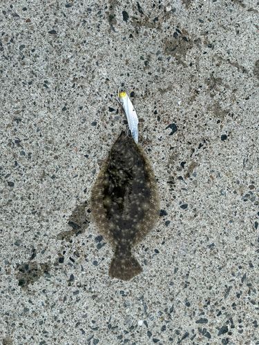 ヒラメの釣果