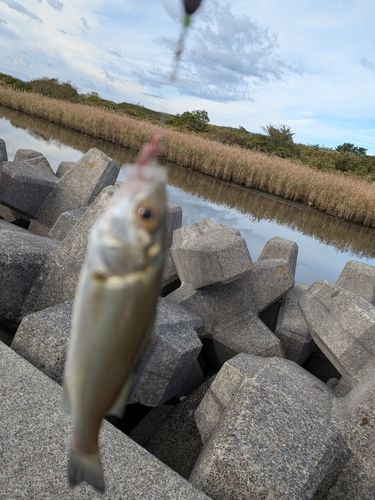 セイゴ（ヒラスズキ）の釣果