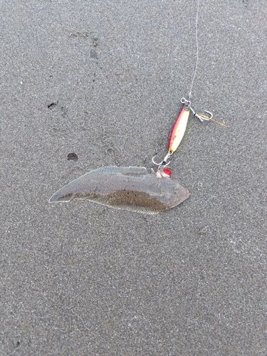 シタビラメの釣果