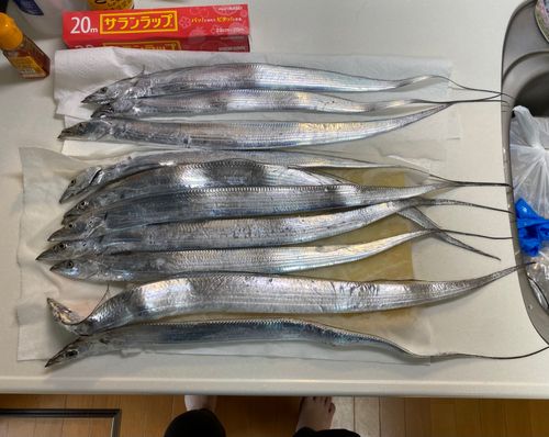 タチウオの釣果