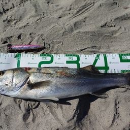 マダカ（マルスズキ）