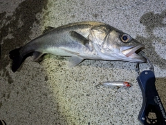 シーバスの釣果