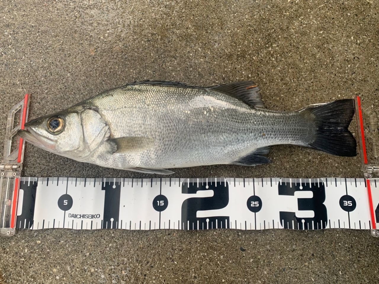 GCRAFT セブンセンスTR モンスターサーフ MSS-1092-TRの最安値