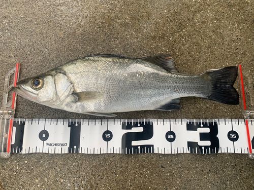 セイゴ（ヒラスズキ）の釣果