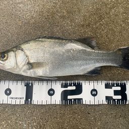 セイゴ（ヒラスズキ）