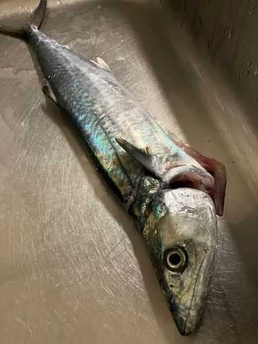 サゴシの釣果