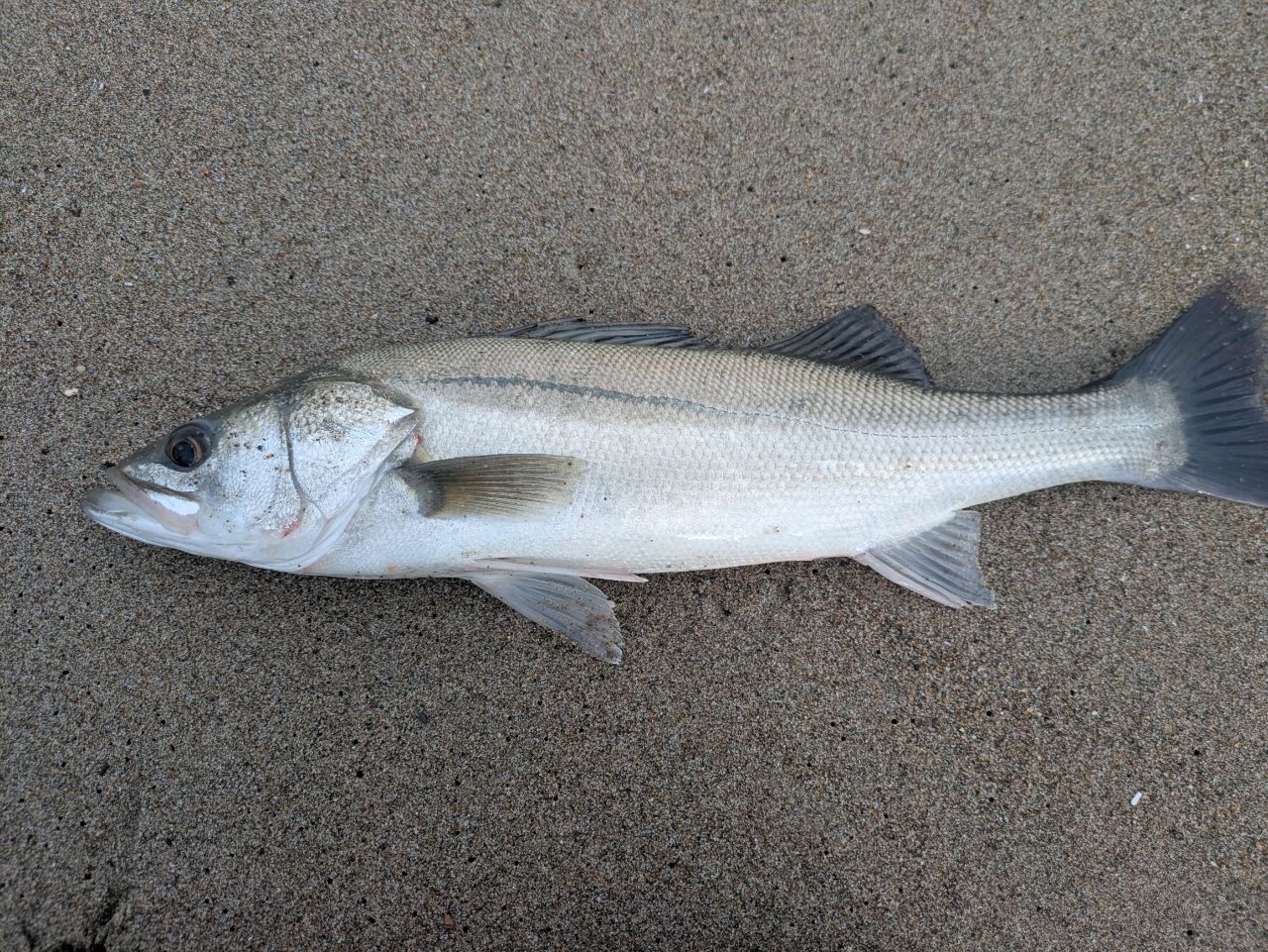 19ヴァンキッシュC5000HG 19ヴァンキッシュ C5000XG】のインプレをまとめます！！存在感を