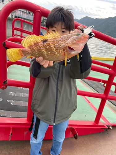 キジハタの釣果