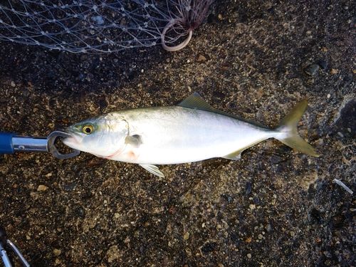 コズクラの釣果