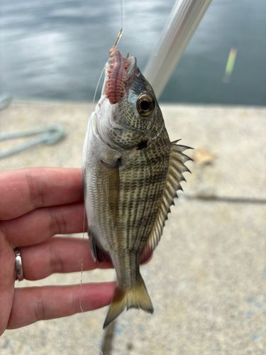 室浜漁港（宮戸島）