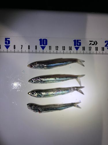 カタクチイワシの釣果