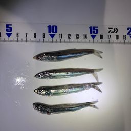 カタクチイワシ