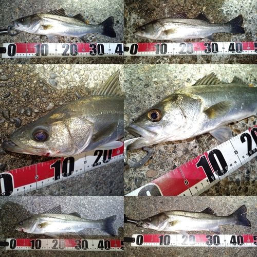 フッコ（マルスズキ）の釣果