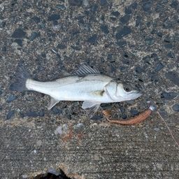 セイゴ（マルスズキ）