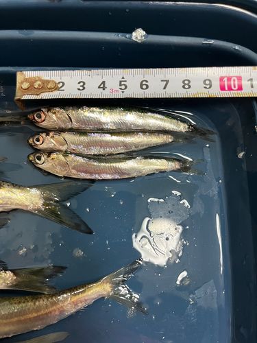 カタクチイワシの釣果