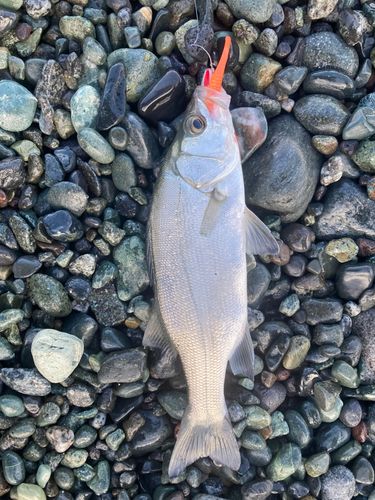 セイゴ（ヒラスズキ）の釣果