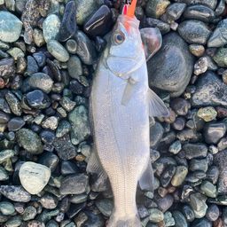 セイゴ（ヒラスズキ）