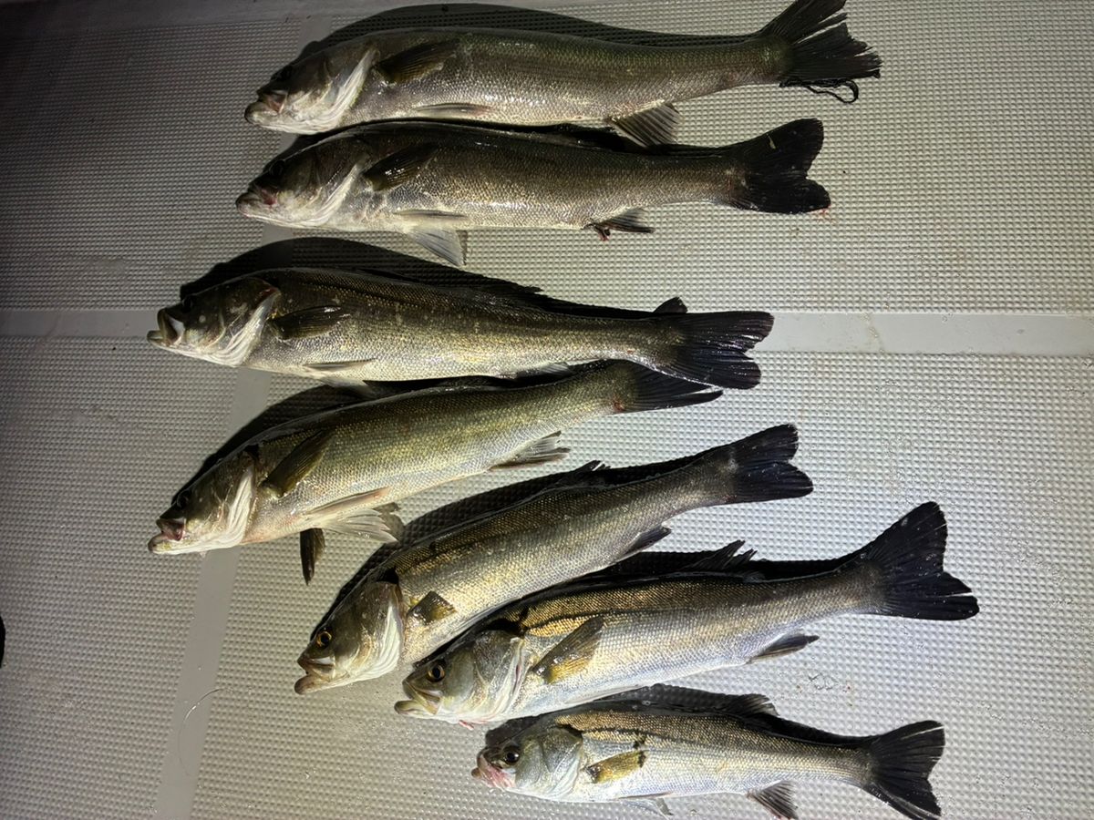 赤神のサンクスさんの釣果 1枚目の画像