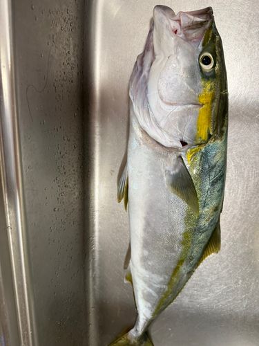 ハマチの釣果