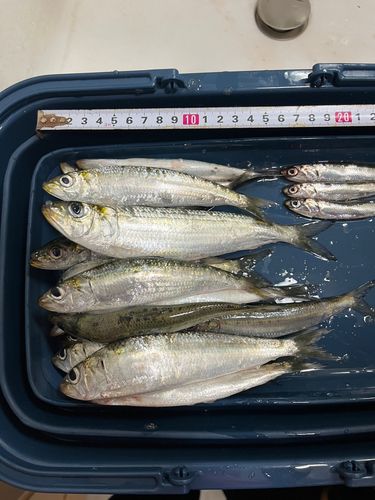 マイワシの釣果