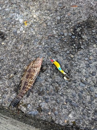 オオモンハタの釣果