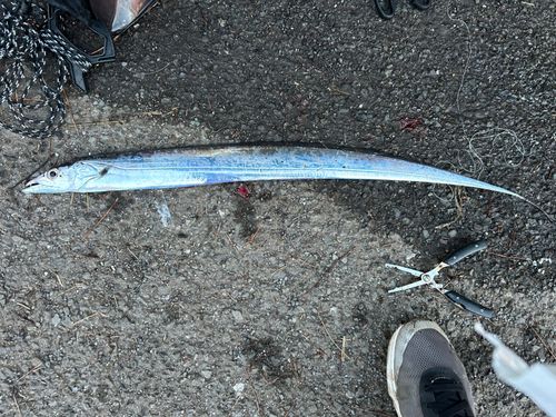 タチウオの釣果