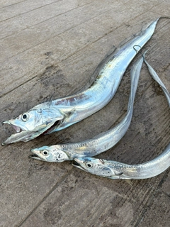 タチウオの釣果