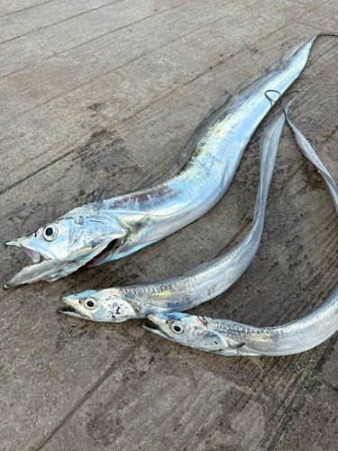 タチウオの釣果