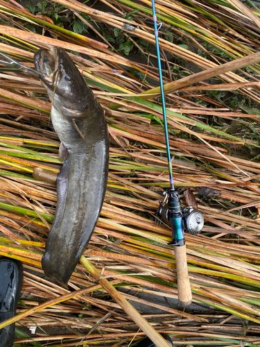 ナマズの釣果