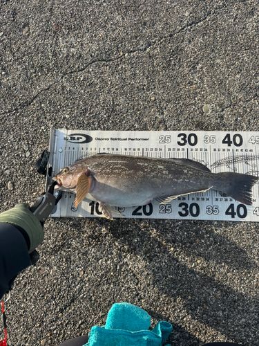 アイナメの釣果