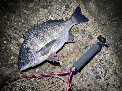 クロダイの釣果