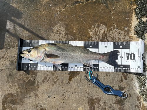 シーバスの釣果