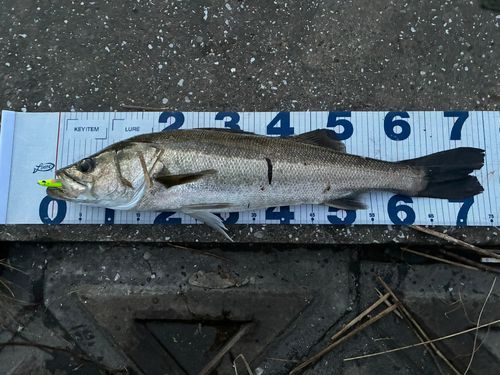 シーバスの釣果