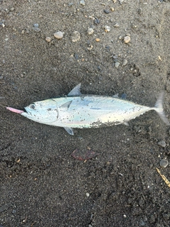 ヒラソウダの釣果