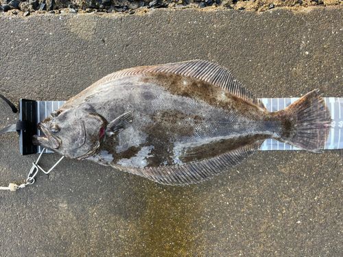 ヒラメの釣果